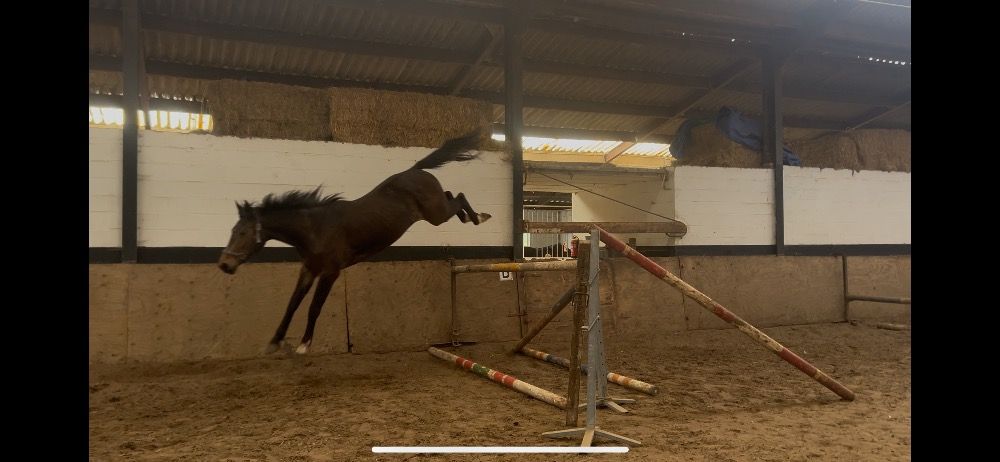 BWP springpaard Merrie 3 jaar Bruin te koop - Foto 4