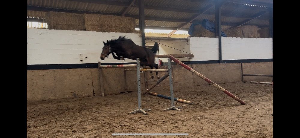 BWP springpaard Merrie 3 jaar Bruin te koop - Foto 2