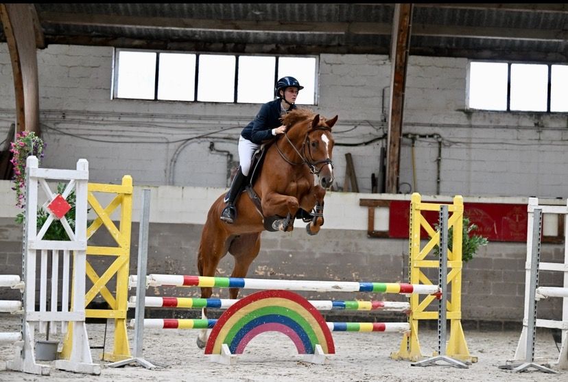 KWPN springpaard Merrie 4 jaar te koop - Foto 3