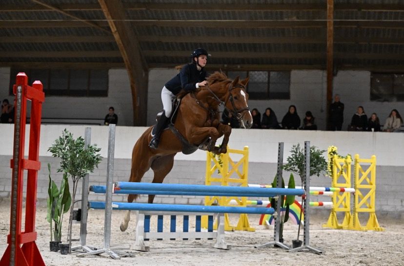 KWPN springpaard Merrie 4 jaar te koop - Foto 2