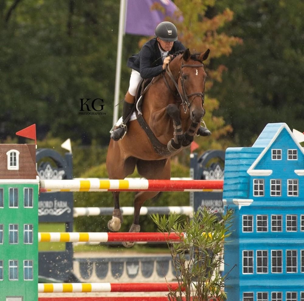 BWP springpaard Merrie 12 jaar Donkerbruin te koop - Hoofdfoto
