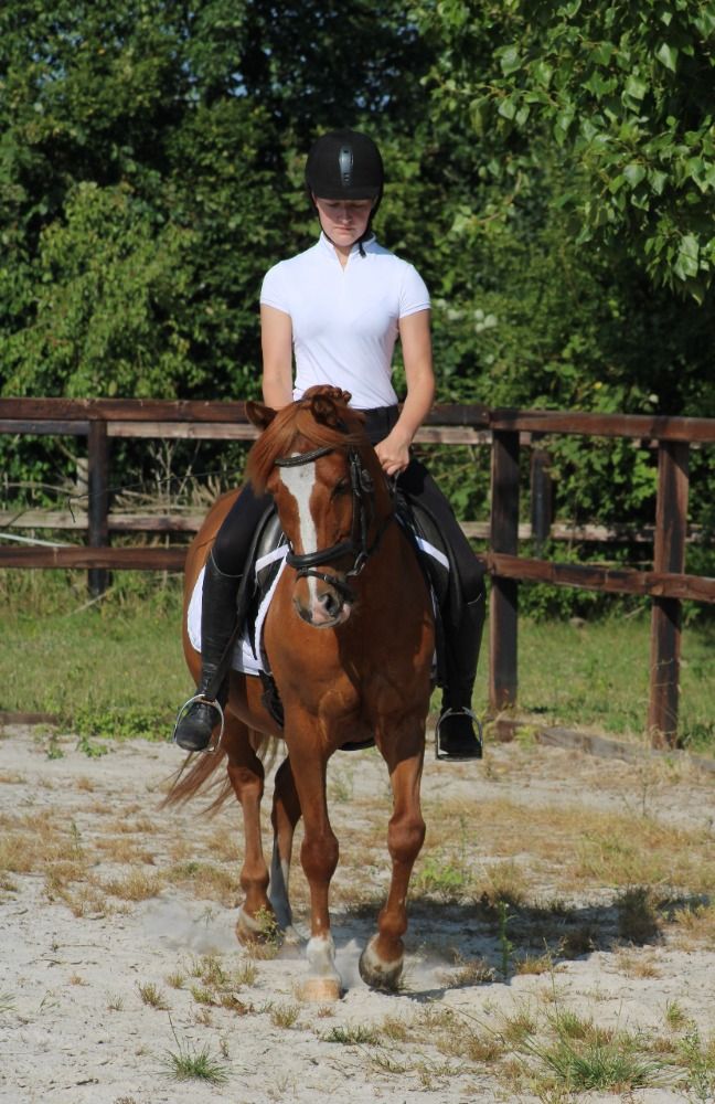 allround-pony Ruin 14 jaar Vos te koop - Foto 4