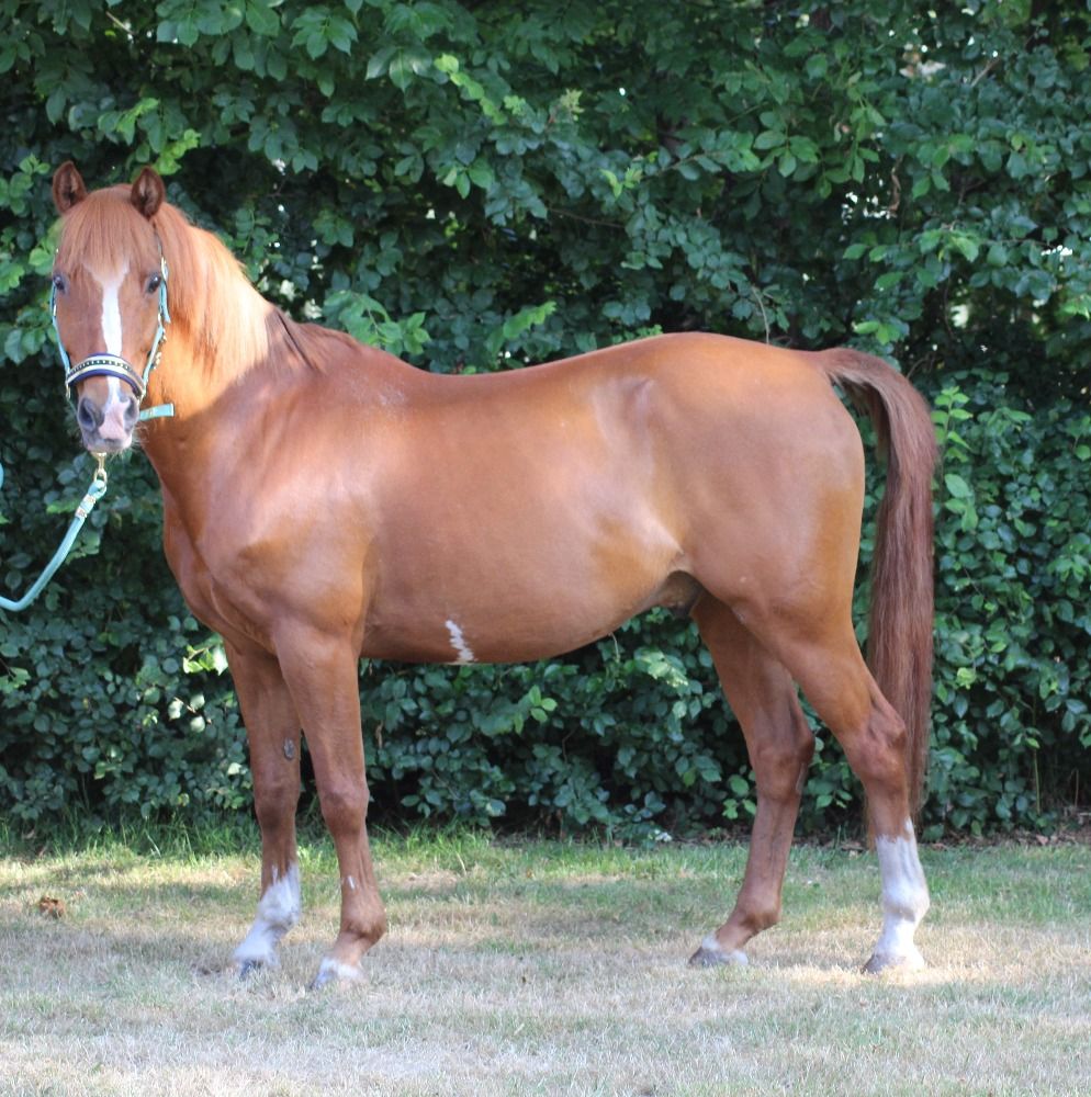 allround-pony Ruin 14 jaar Vos te koop - Foto 5