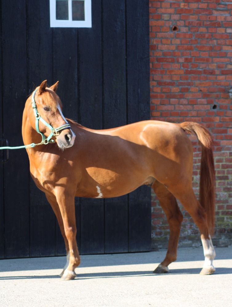 allround-pony Ruin 14 jaar Vos te koop - Foto 2