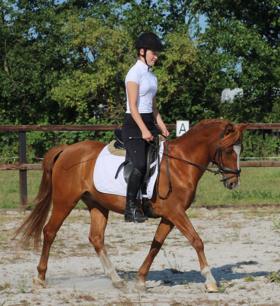 allround-pony Ruin 14 jaar Vos te koop - Foto 3