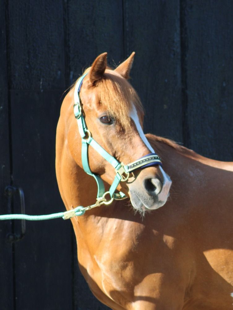 Allround C pony