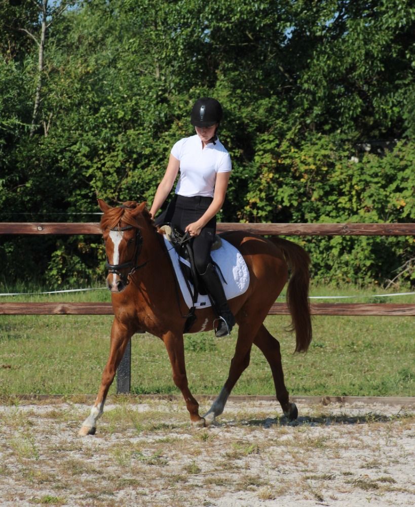 allround-pony Ruin 14 jaar Vos te koop - Foto 6