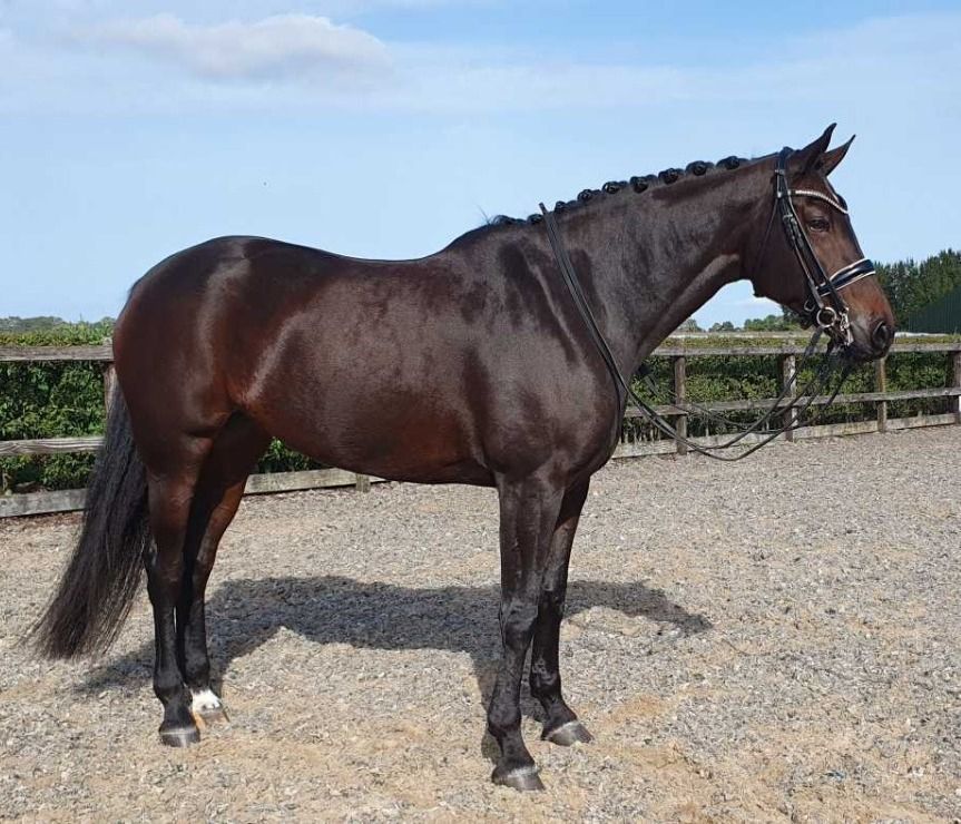 KWPN dressuurpaard Merrie 12 jaar Donkerbruin te koop - Foto 3