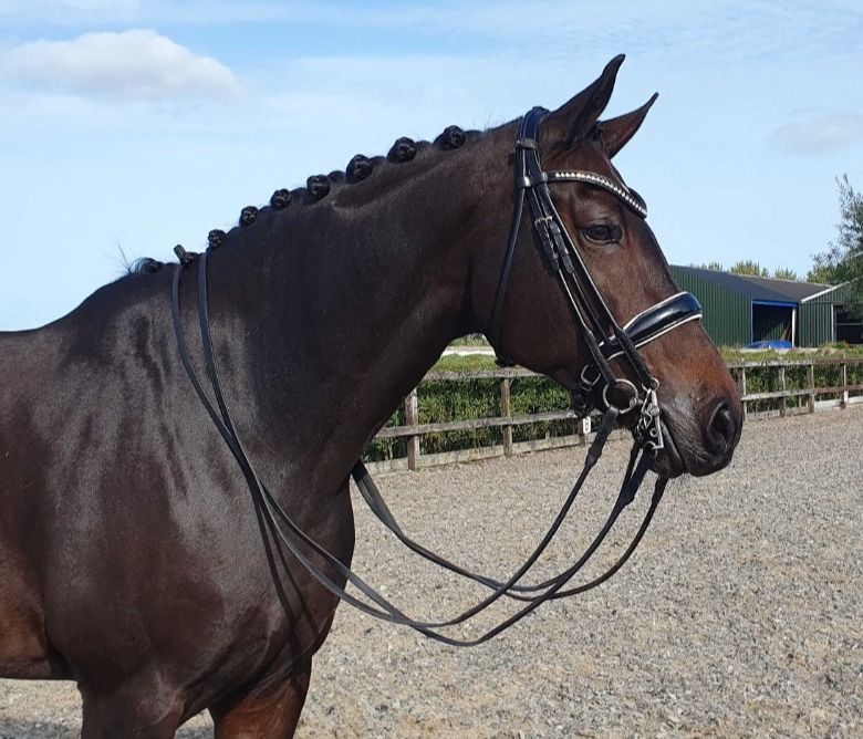 KWPN dressuurpaard Merrie 12 jaar Donkerbruin te koop - Foto 2