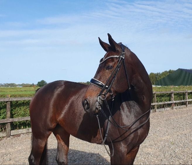 Forte cavalla Elite KWPN livello Prix Saint Georges!