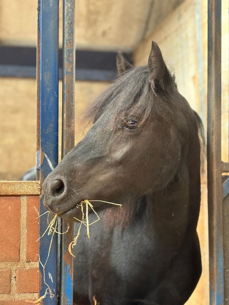 Ander stamboek allrounder Hengst 1 jaar Zwart te koop - Foto 4