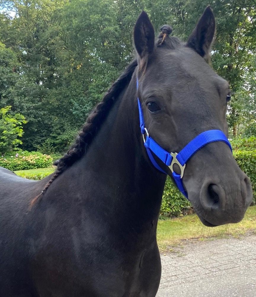 Dartmoor pony hengst