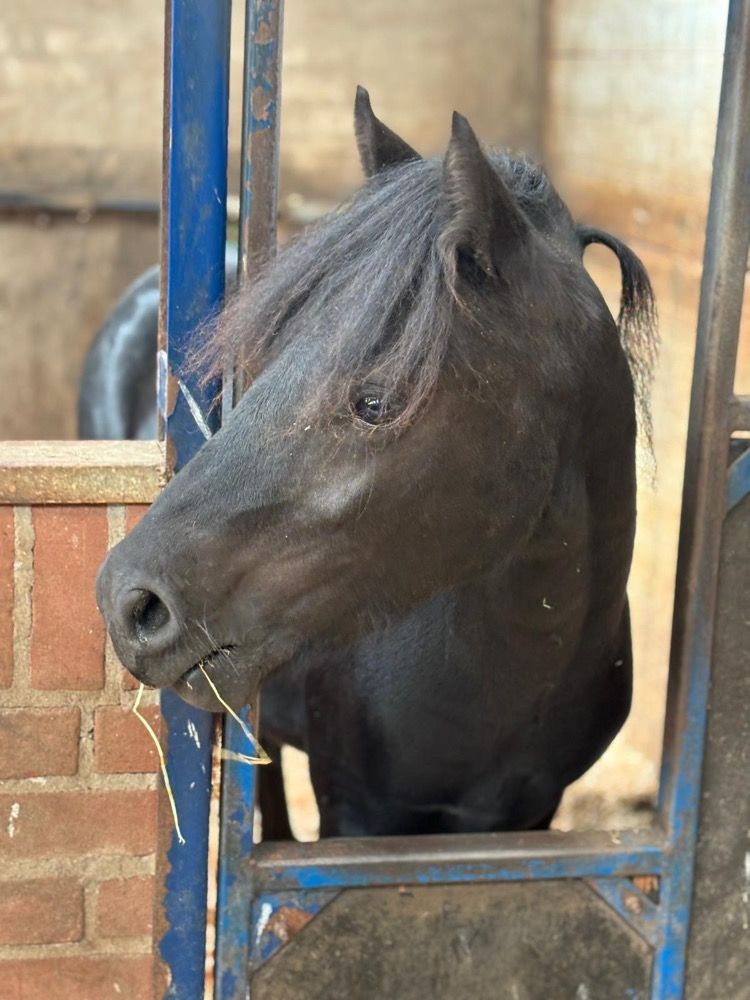 Ander stamboek allrounder Hengst 1 jaar Zwart te koop - Foto 2