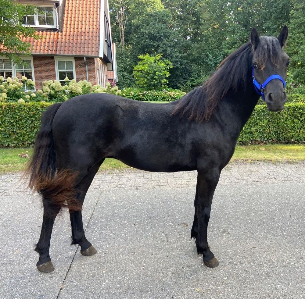 Ander stamboek allrounder Hengst 1 jaar Zwart te koop - Foto 6