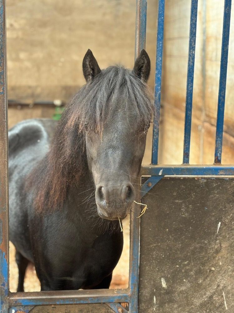 Ander stamboek allrounder Hengst 1 jaar Zwart te koop - Foto 5