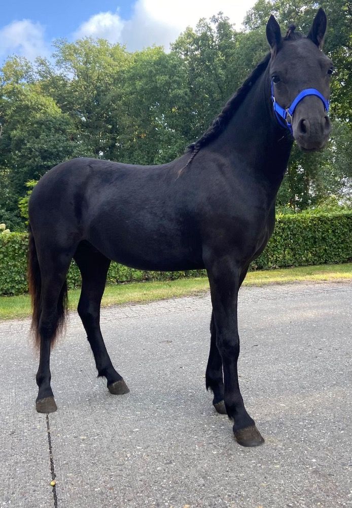 Ander stamboek allrounder Hengst 1 jaar Zwart te koop - Foto 3