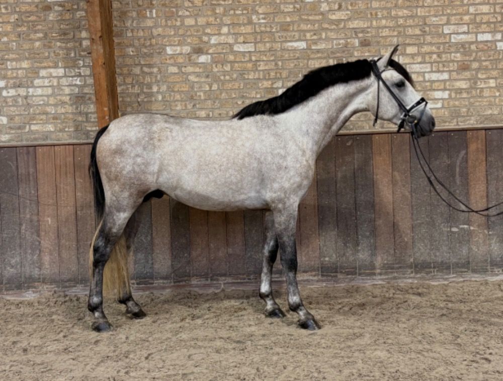 PRE dressuurpaard Hengst 3 jaar Schimmel te koop - Foto 2