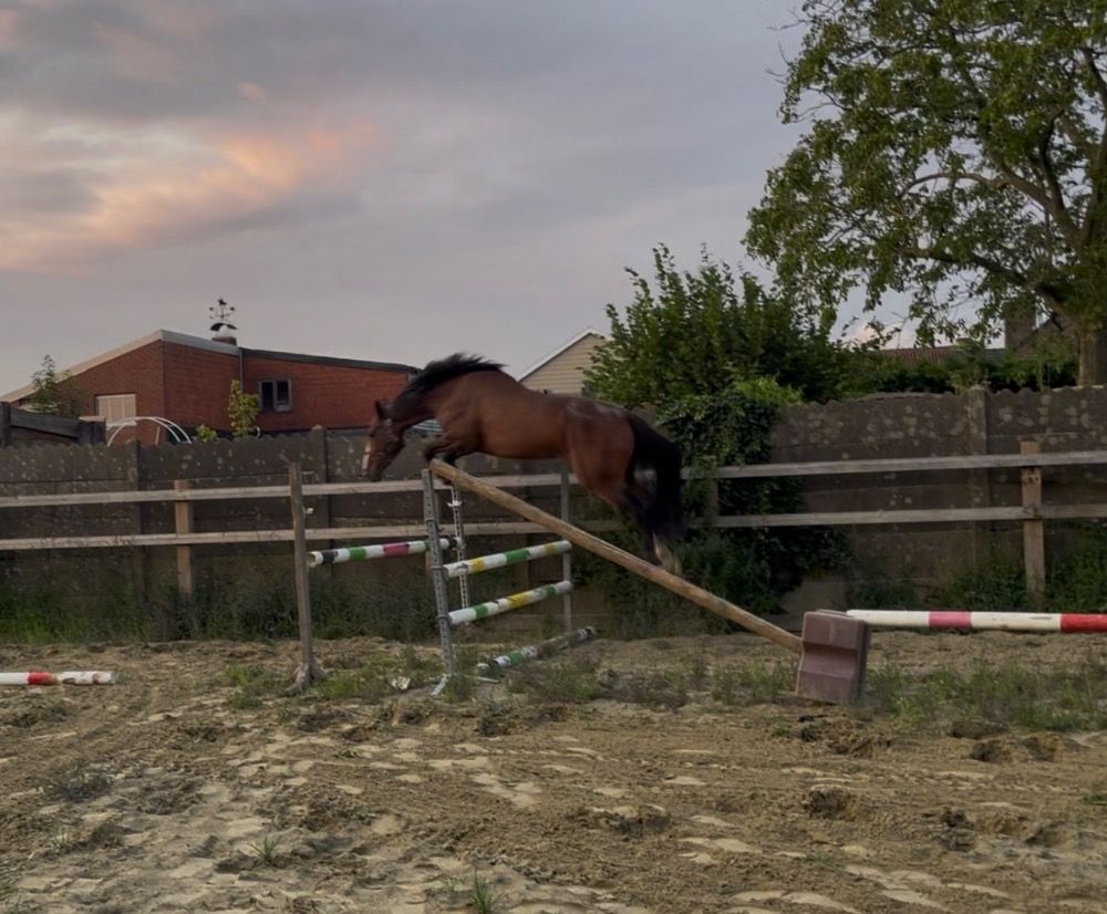 Zangersheide springpaard Merrie 3 jaar Bruin te koop - Foto 3