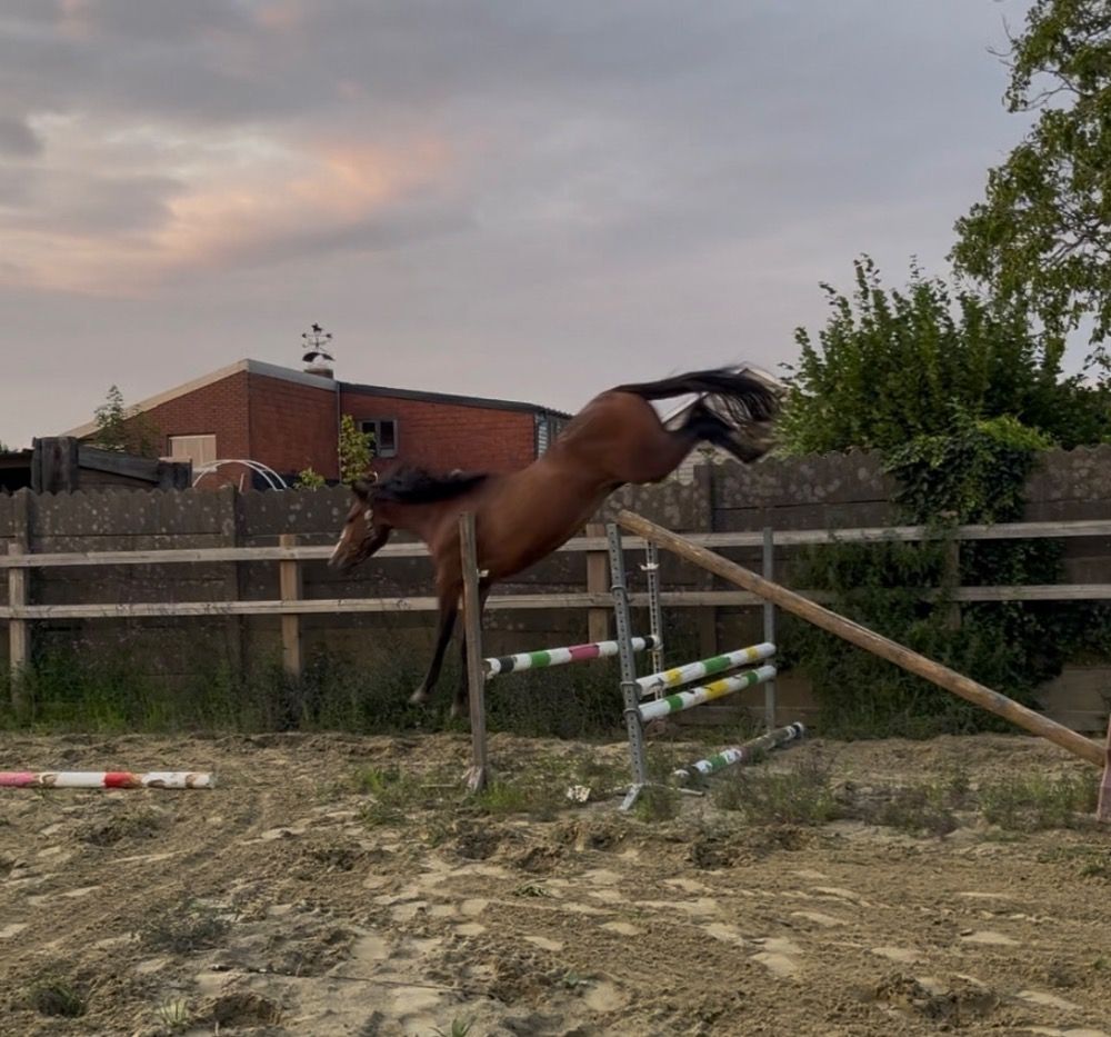 Zangersheide springpaard Merrie 3 jaar Bruin te koop - Foto 4