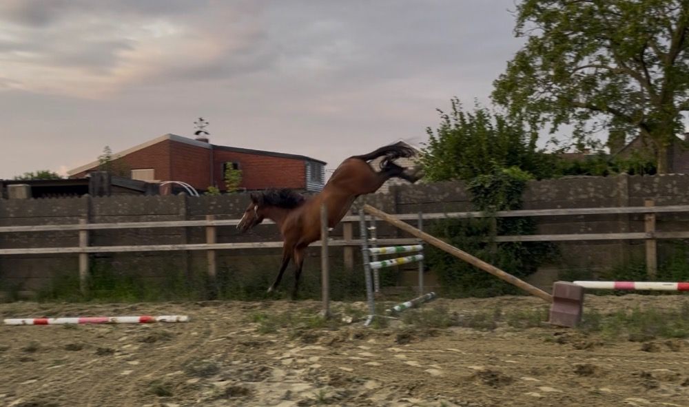 Zangersheide springpaard Merrie 3 jaar Bruin te koop - Foto 2