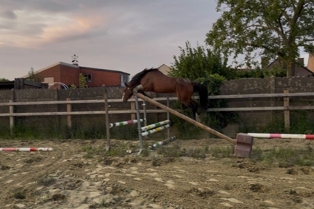 Zangersheide springpaard Merrie 3 jaar Bruin te koop - Hoofdfoto