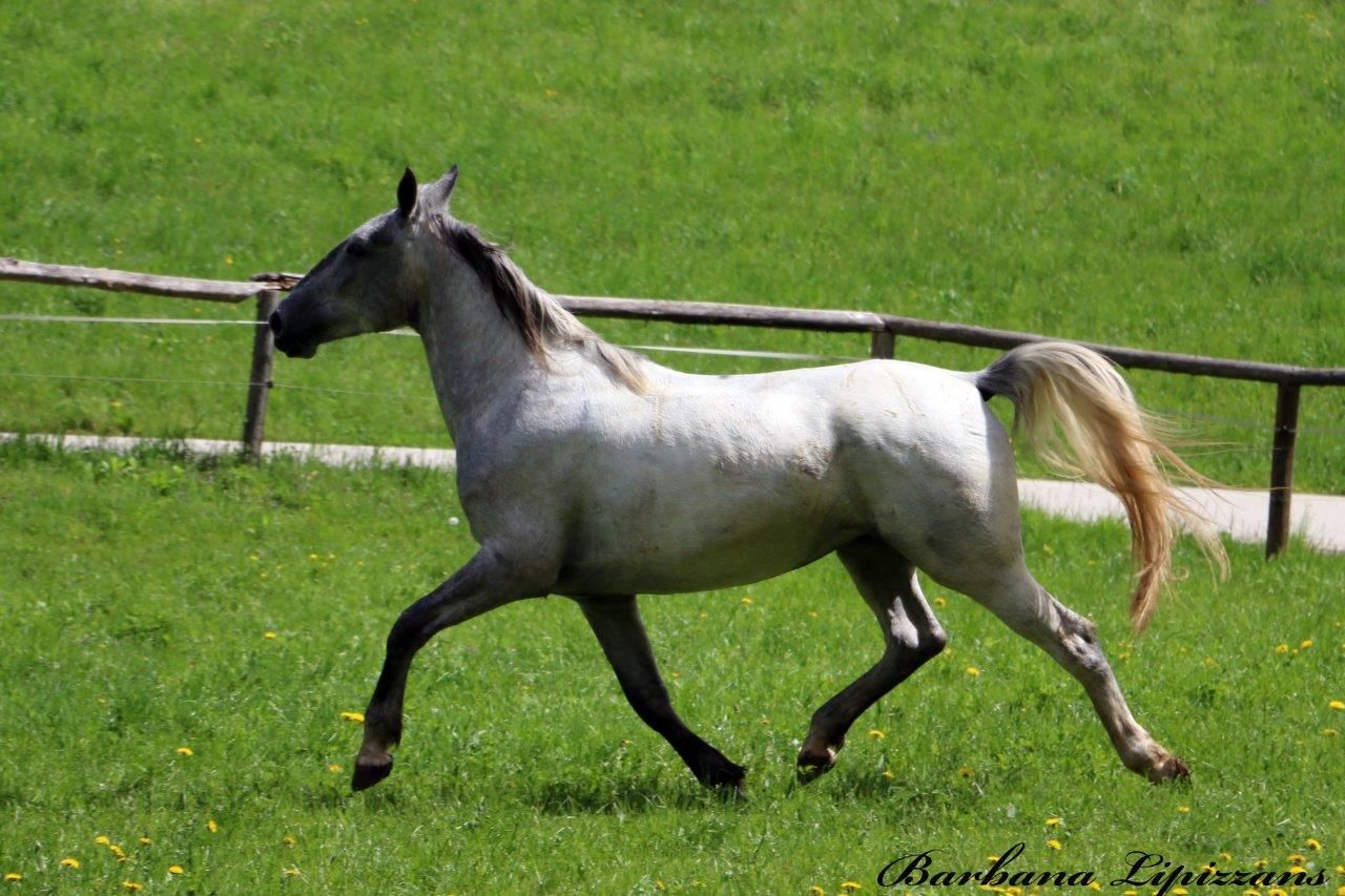 Trompeta — Lipizzan牝馬、2022年生まれ、dressage