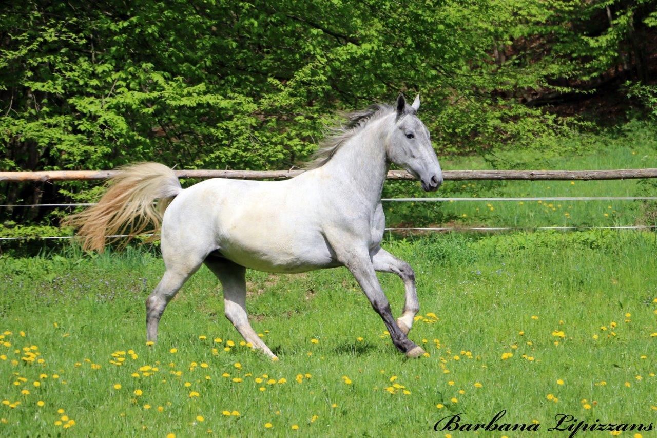 autre cheval de dressage jument 4 years old for sale - Photo 2