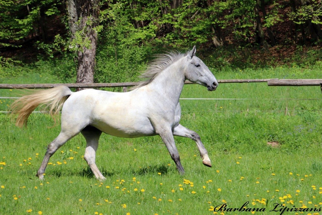 autre cheval de dressage jument 4 years old for sale - Photo 3