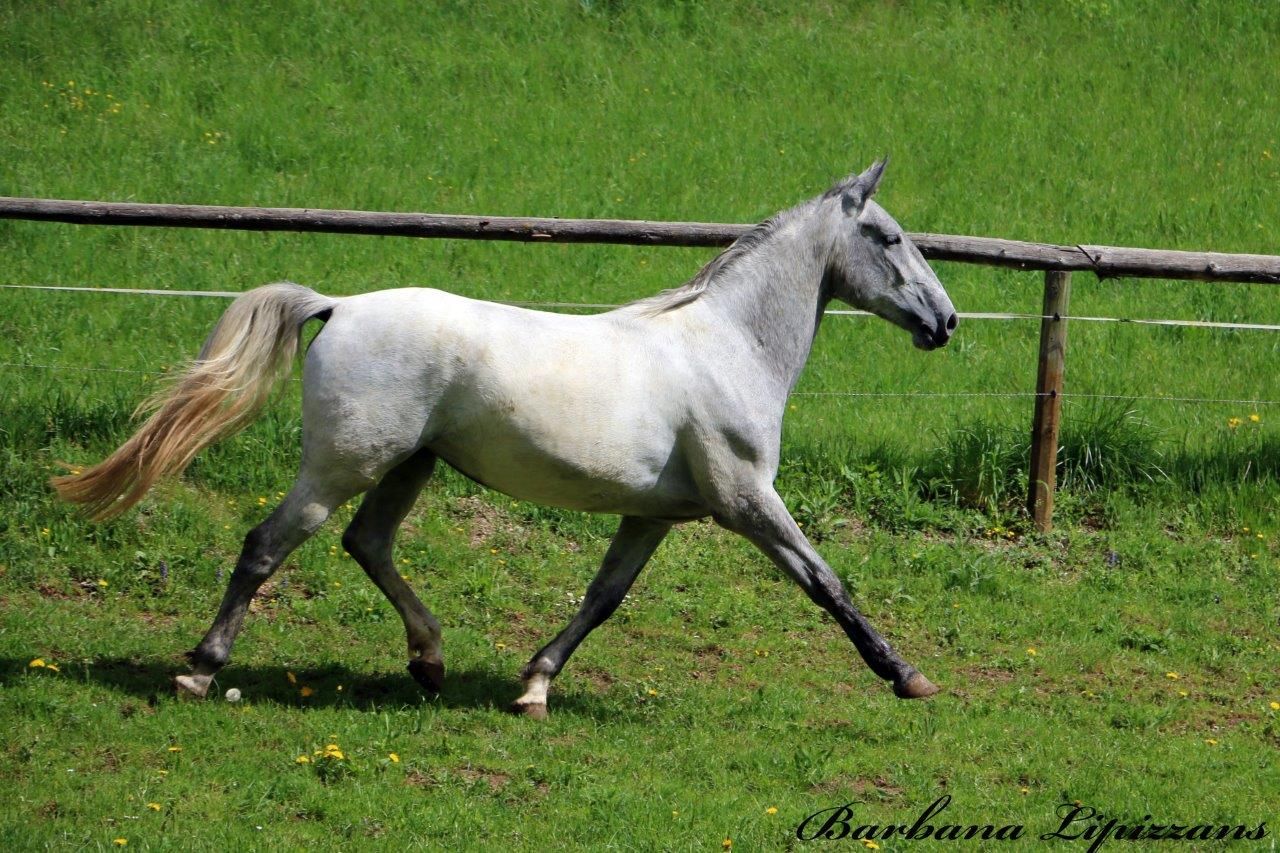 autre cheval de dressage jument 4 years old for sale - Photo 4