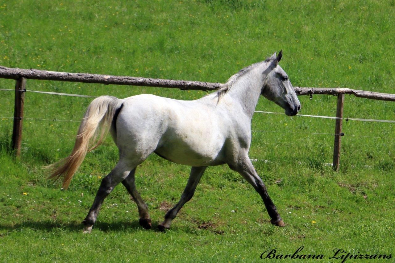 autre cheval de dressage jument 4 years old for sale - Photo 5