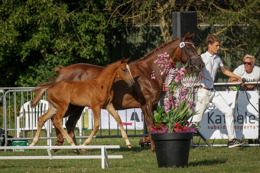 KWPN dressuurpaard Hengst Vos te koop - Foto 5