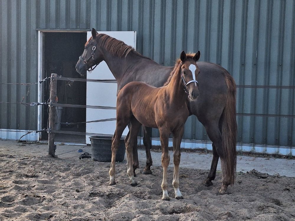KWPN dressuurpaard Hengst Vos te koop - Hoofdfoto