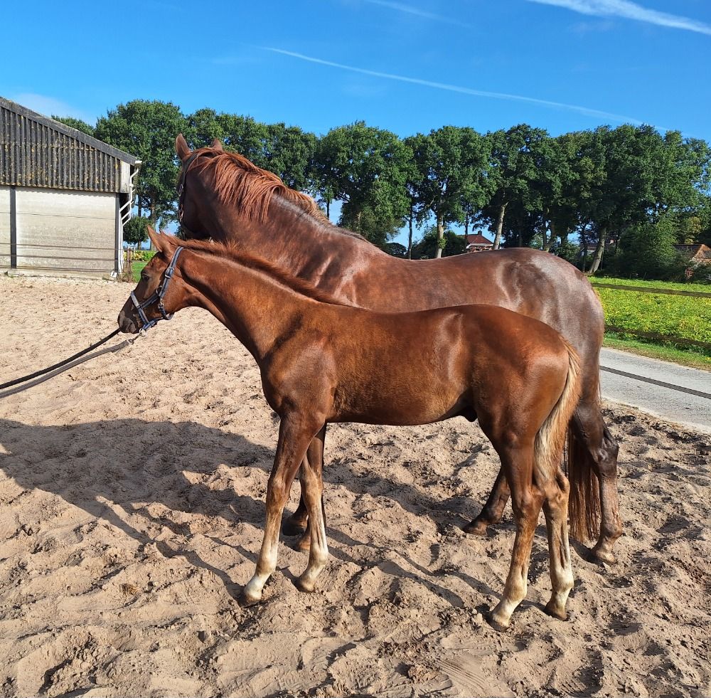 KWPN dressuurpaard Hengst Vos te koop - Foto 2
