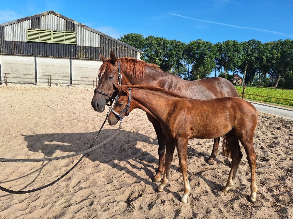 KWPN dressuurpaard Hengst Vos te koop - Foto 6