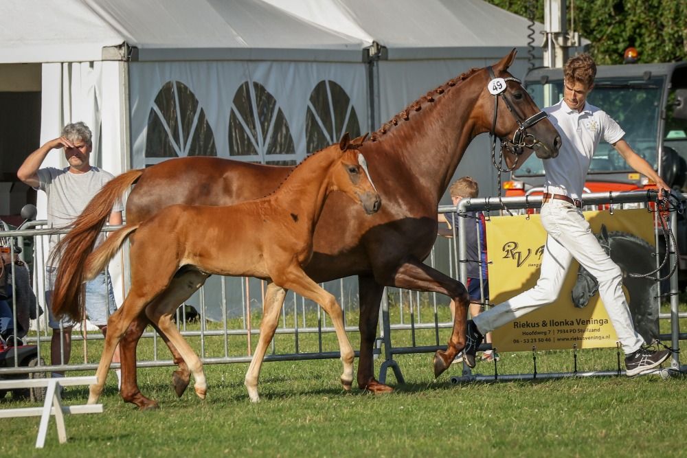 KWPN dressuurpaard Hengst Vos te koop - Foto 4