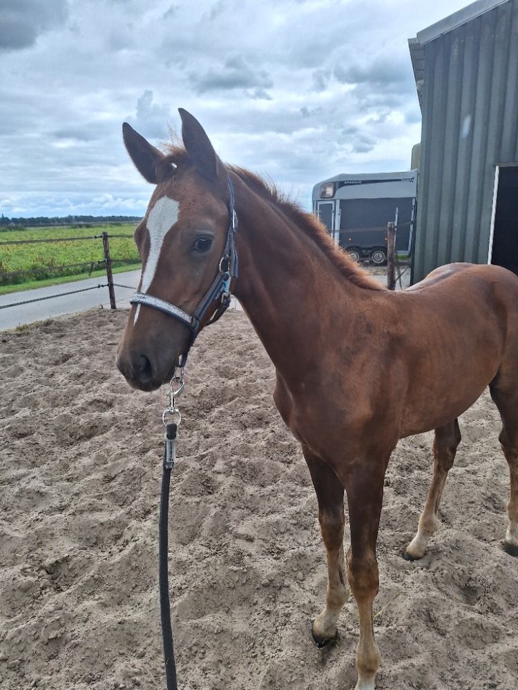 KWPN dressuurpaard Hengst Vos te koop - Foto 3