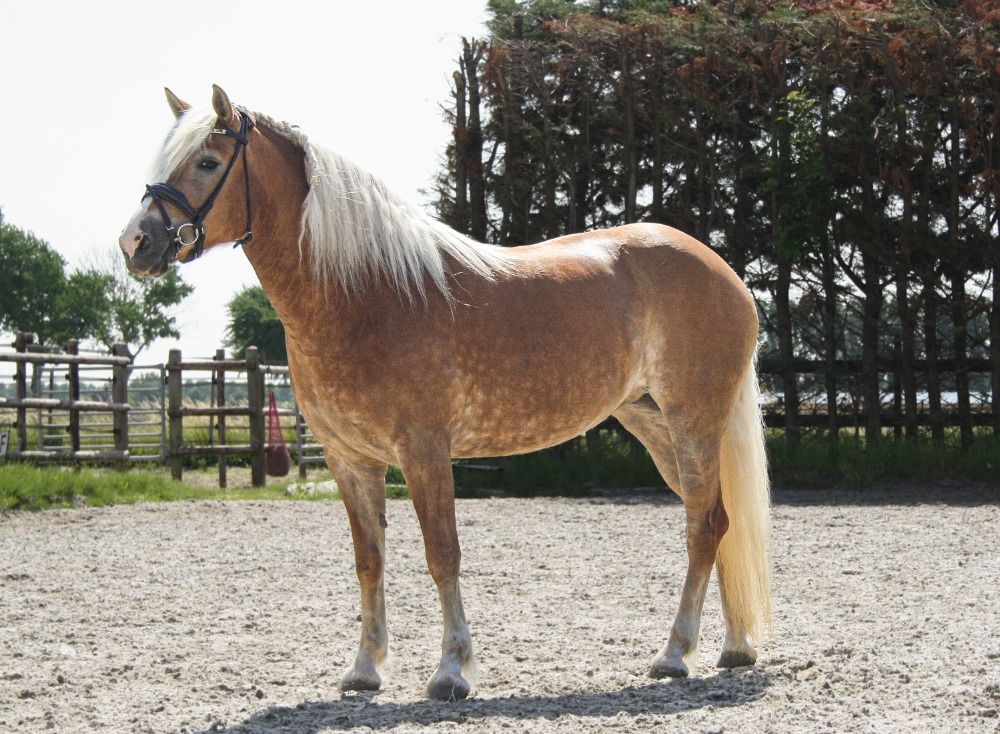 5 jarige grote Haflinger Merrie