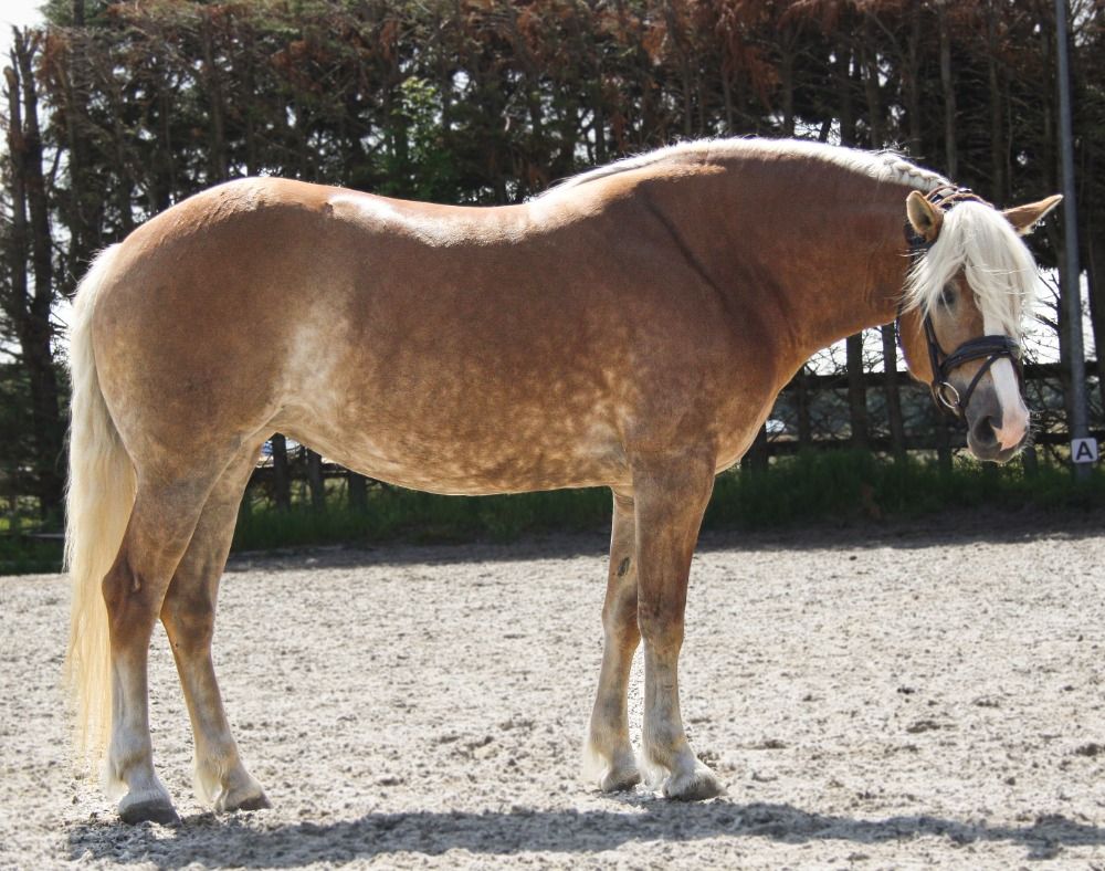 Haflinger allround-pony Merrie 5 jaar Vos te koop - Foto 4
