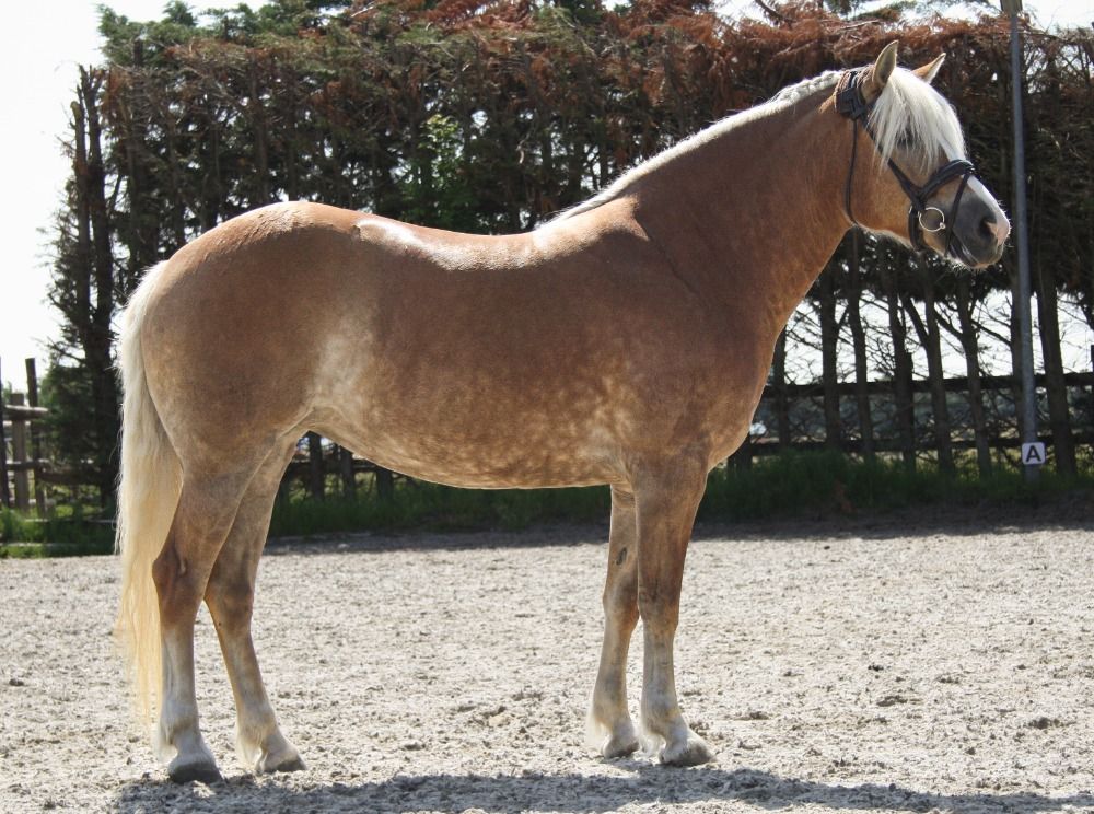 Haflinger allround-pony Merrie 5 jaar Vos te koop - Foto 2