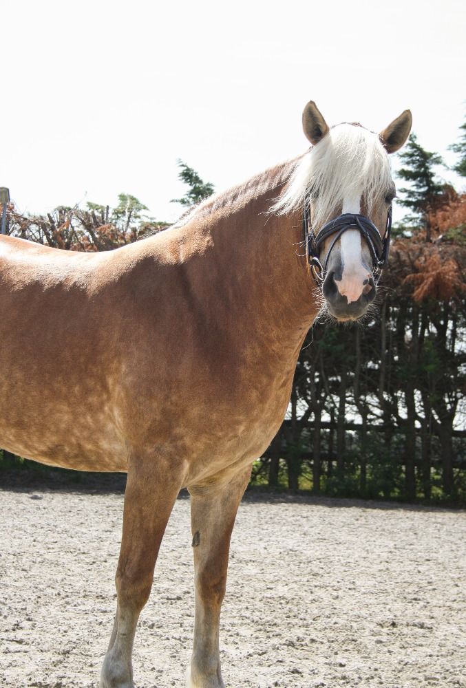 Haflinger allround-pony Merrie 5 jaar Vos te koop - Foto 5