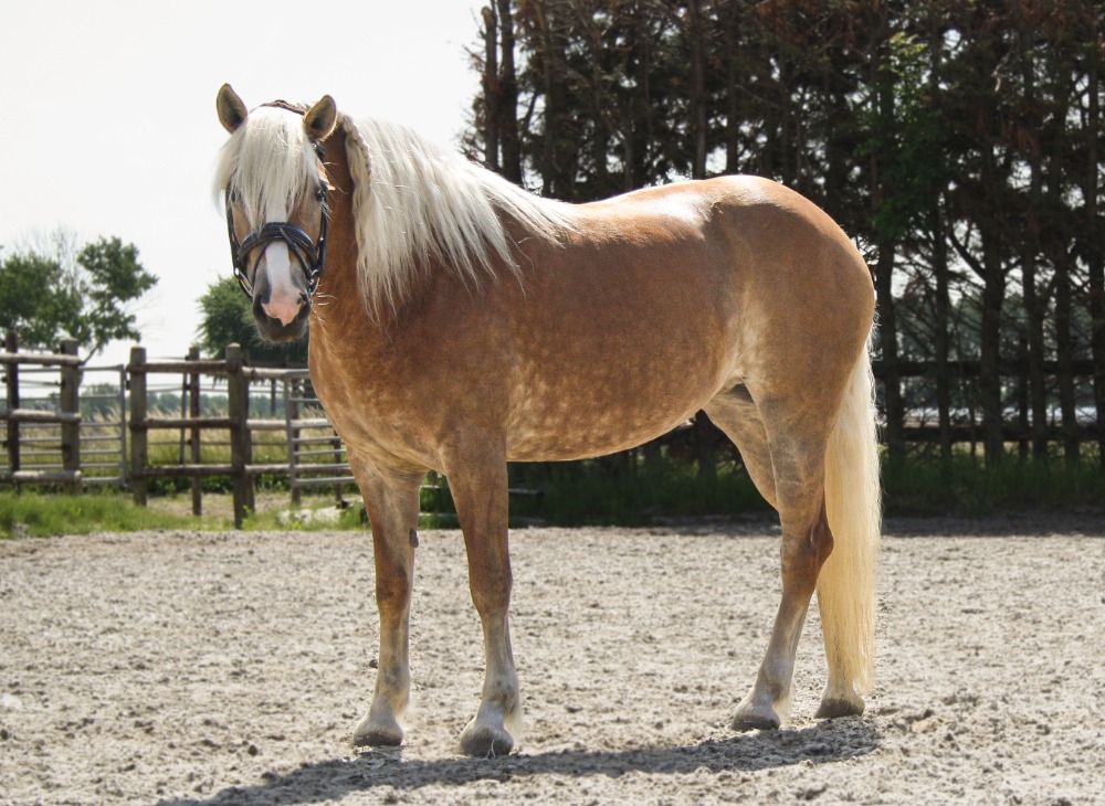 Haflinger allround-pony Merrie 5 jaar Vos te koop - Foto 3