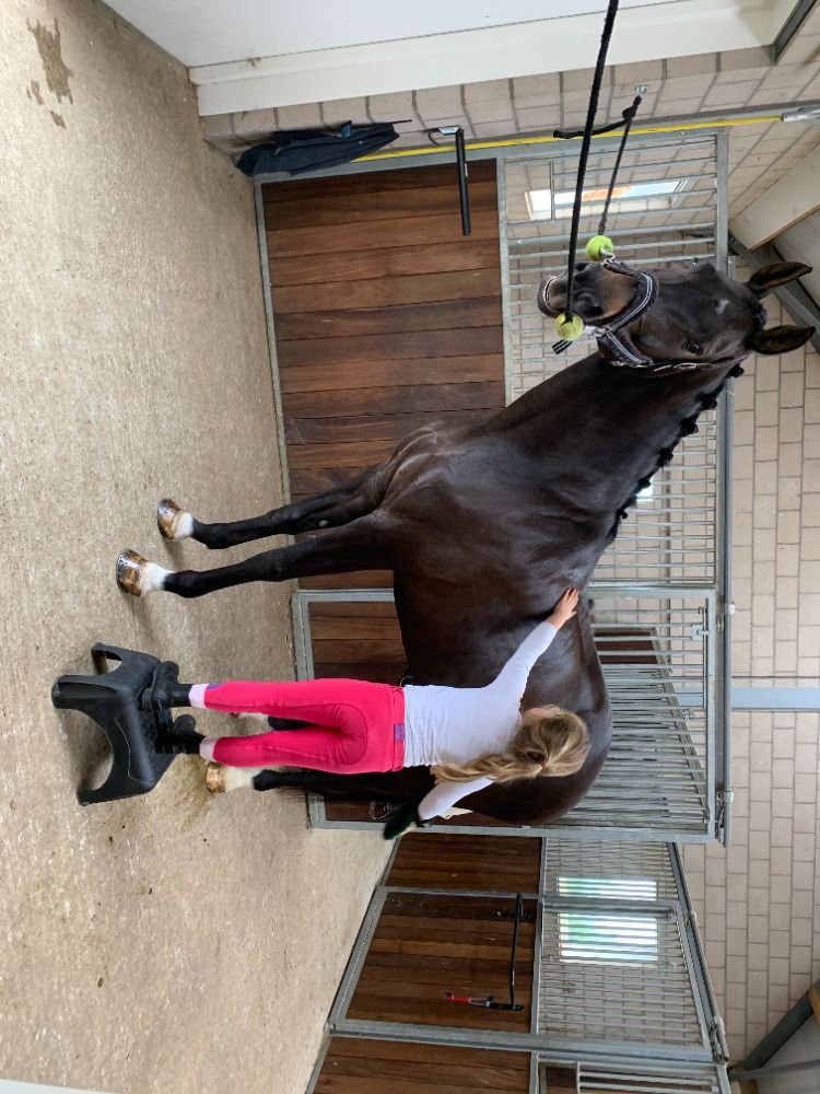 KWPN dressuurpaard Merrie 15 years old Donkerbruin for sale - Photo 4