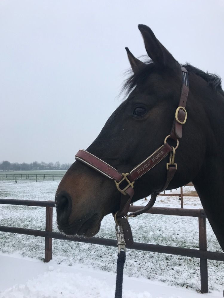 KWPN dressuurpaard Merrie 15 years old Donkerbruin for sale - Photo 6