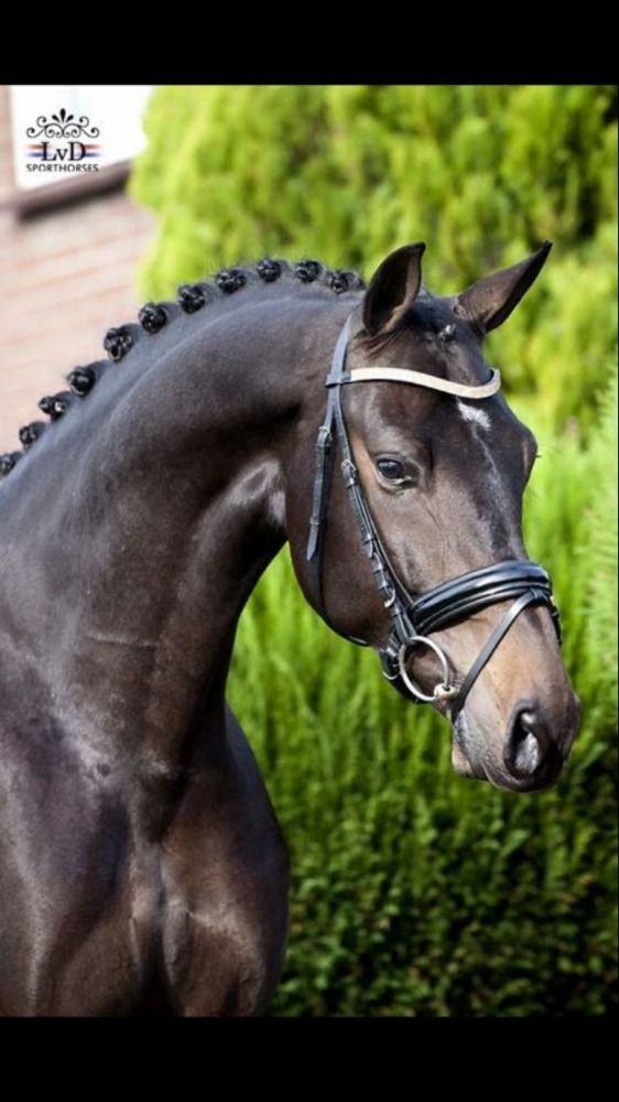 KWPN dressuurpaard Merrie 15 years old Donkerbruin for sale - Photo 3