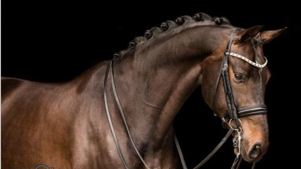 Braaf dressuurpaard te koop