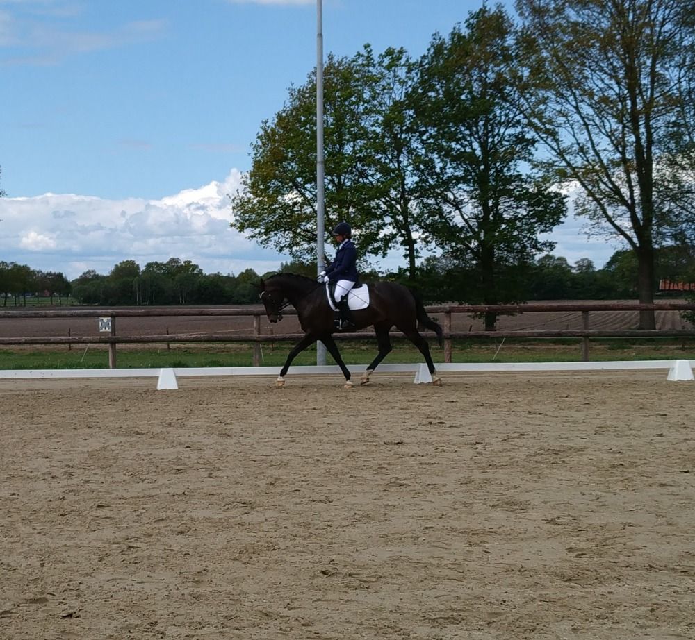 KWPN dressuurpaard Merrie 15 years old Donkerbruin for sale - Photo 2