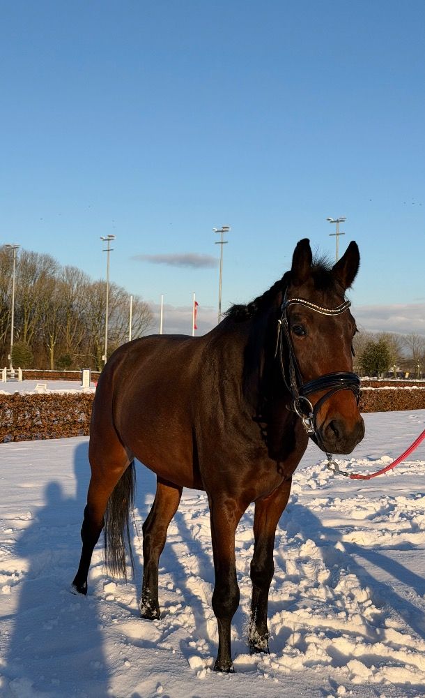 kwpn pony merrie 3 years old bruin for sale - Photo 2