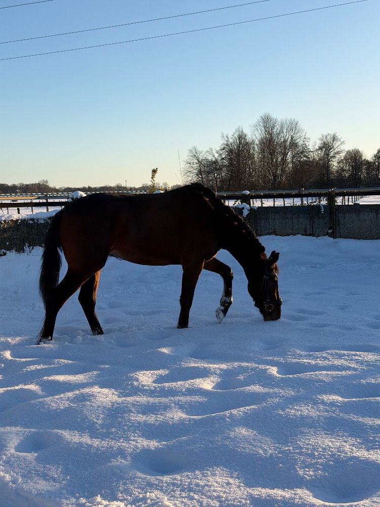 kwpn pony merrie 3 years old bruin for sale - Photo 3