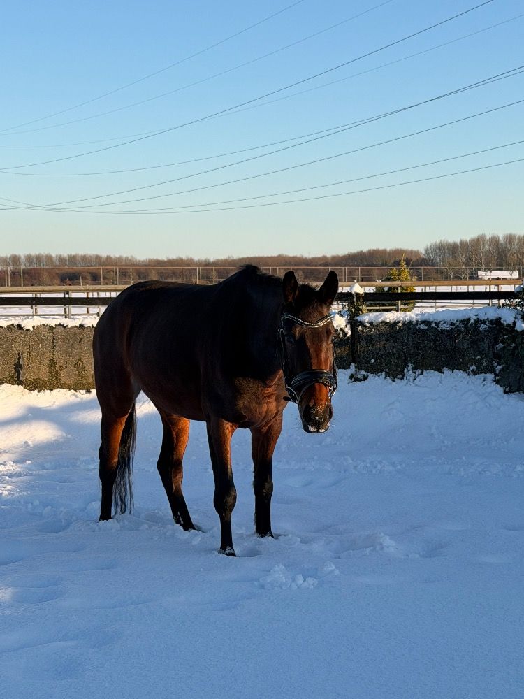 kwpn pony merrie 3 years old bruin for sale - Photo 5