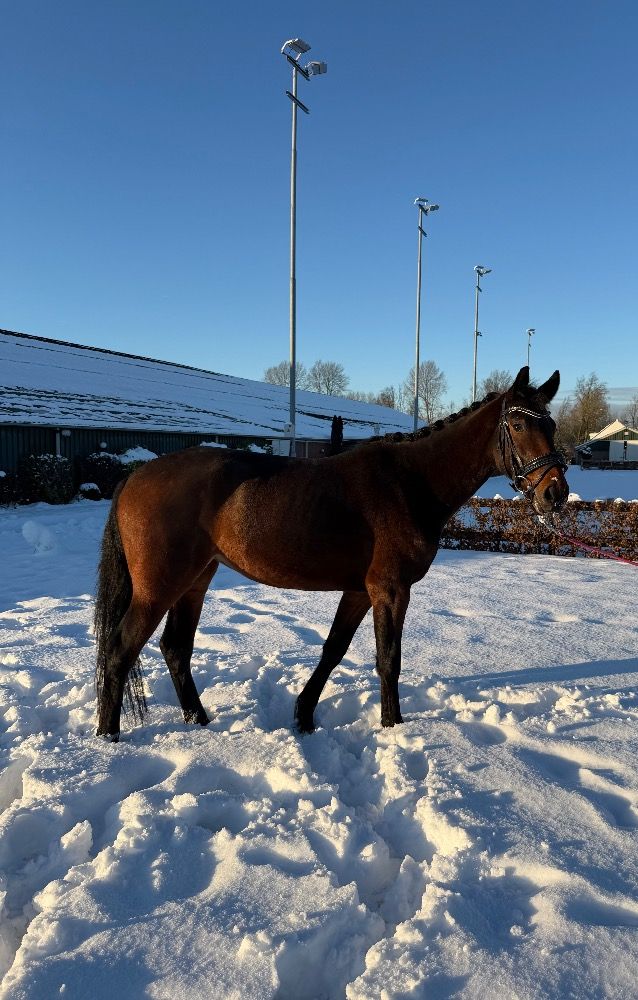 kwpn pony merrie 3 years old bruin for sale - Photo 6